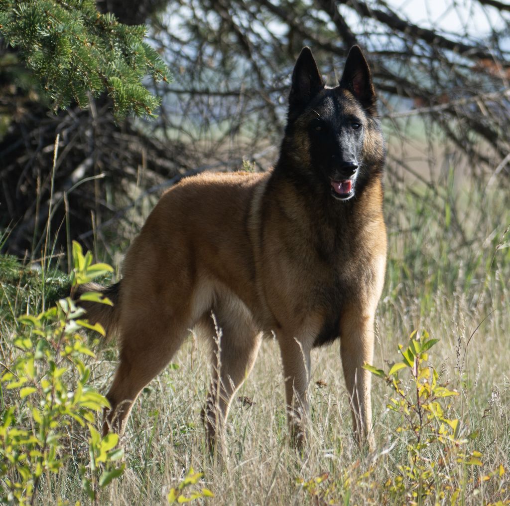 Belgian Shepherd - The Breed Archive