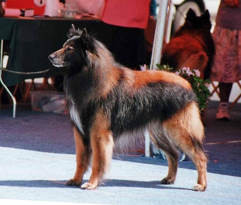 Belgian Shepherd - The Breed Archive