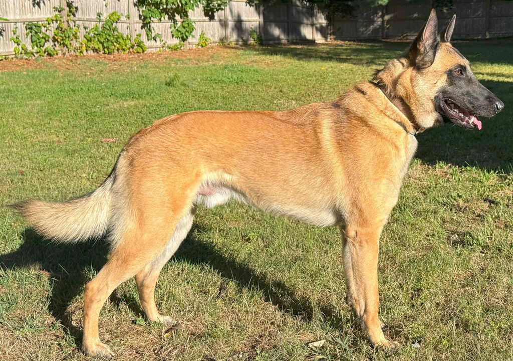 Belgian Shepherd - The Breed Archive