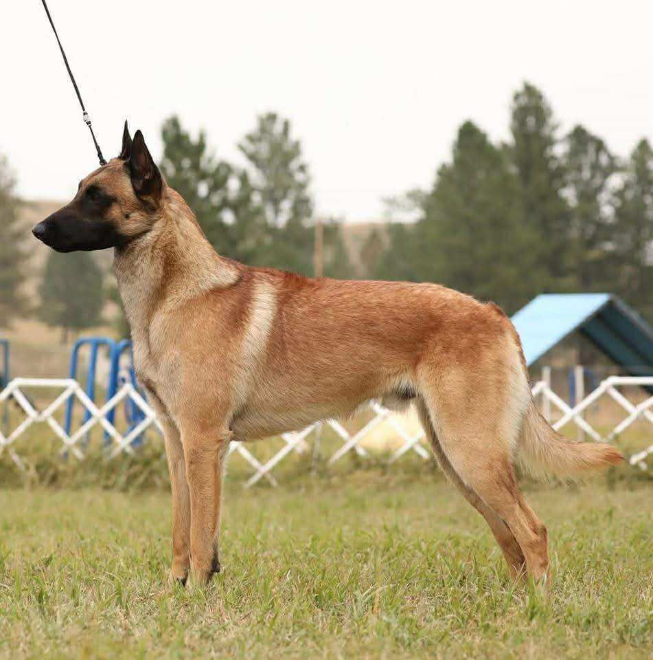 Belgian Shepherd - The Breed Archive