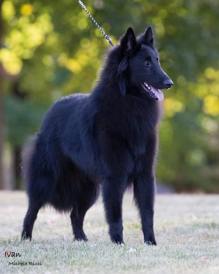 Belgian Shepherd - The Breed Archive
