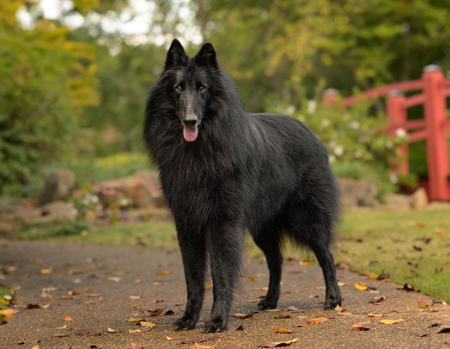 Belgian Shepherd - The Breed Archive
