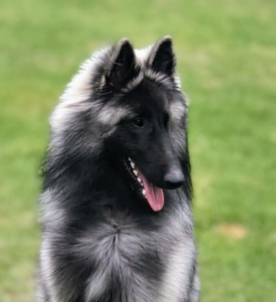 Belgian Shepherd - The Breed Archive