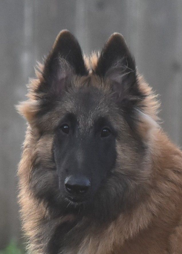 Belgian Shepherd - The Breed Archive