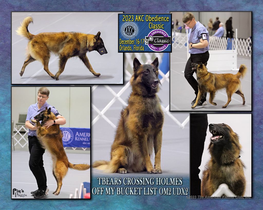 Belgian Shepherd - The Breed Archive