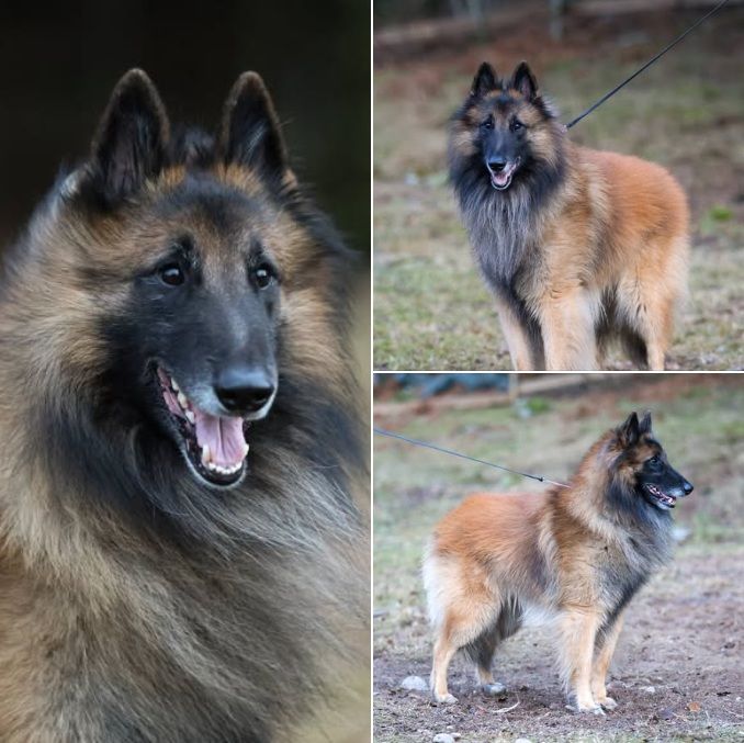 Belgian Shepherd - The Breed Archive