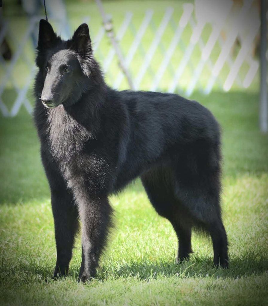 Belgian Shepherd - The Breed Archive
