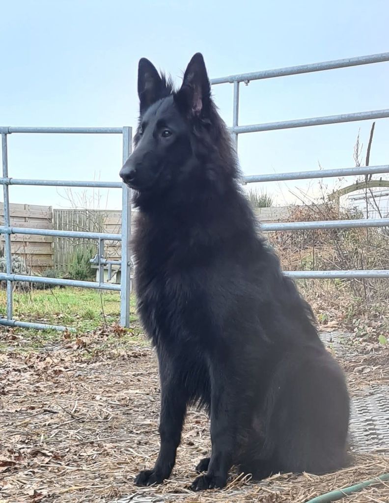 Belgian Shepherd - The Breed Archive