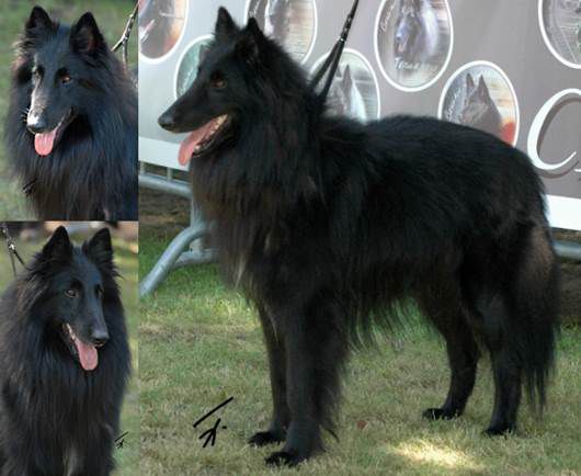 Belgian Shepherd - The Breed Archive