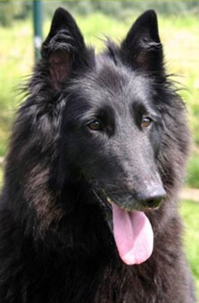 Belgian Shepherd - The Breed Archive