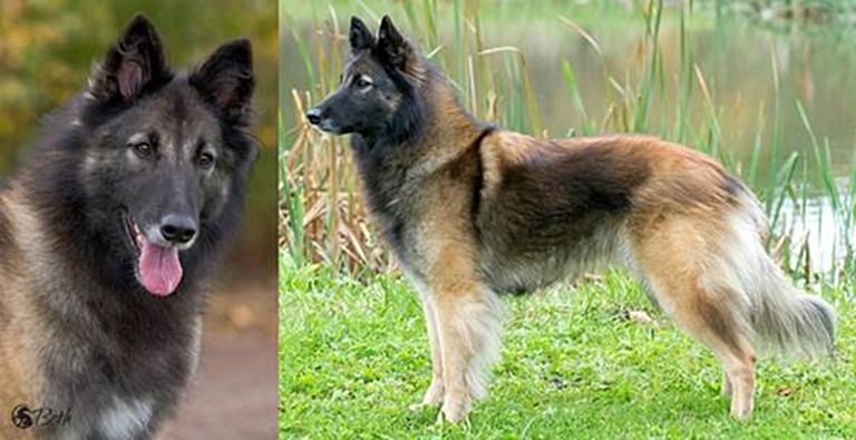 Belgian Shepherd - The Breed Archive