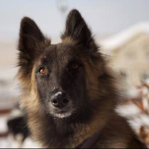 Belgian Shepherd - The Breed Archive