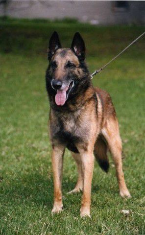 Belgian Shepherd - The Breed Archive
