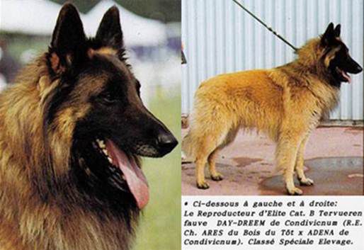 Belgian Shepherd - The Breed Archive