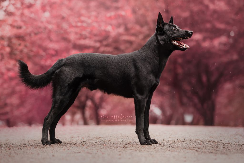 Belgian Shepherd - The Breed Archive