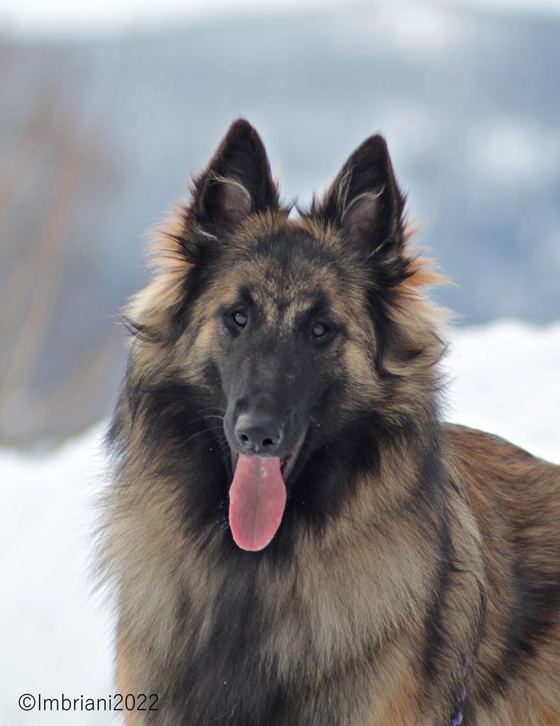 Belgian Shepherd - The Breed Archive