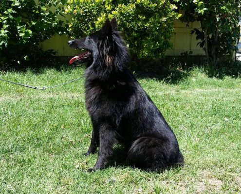 Belgian Shepherd - The Breed Archive
