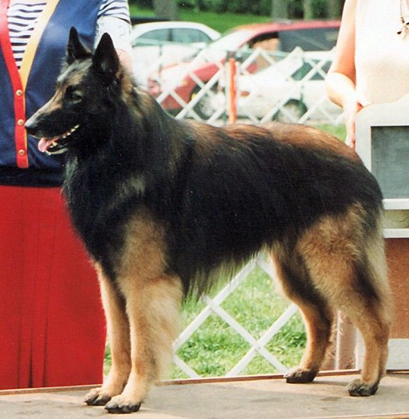Belgian Shepherd - The Breed Archive