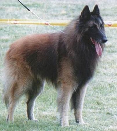 Belgian Shepherd - The Breed Archive