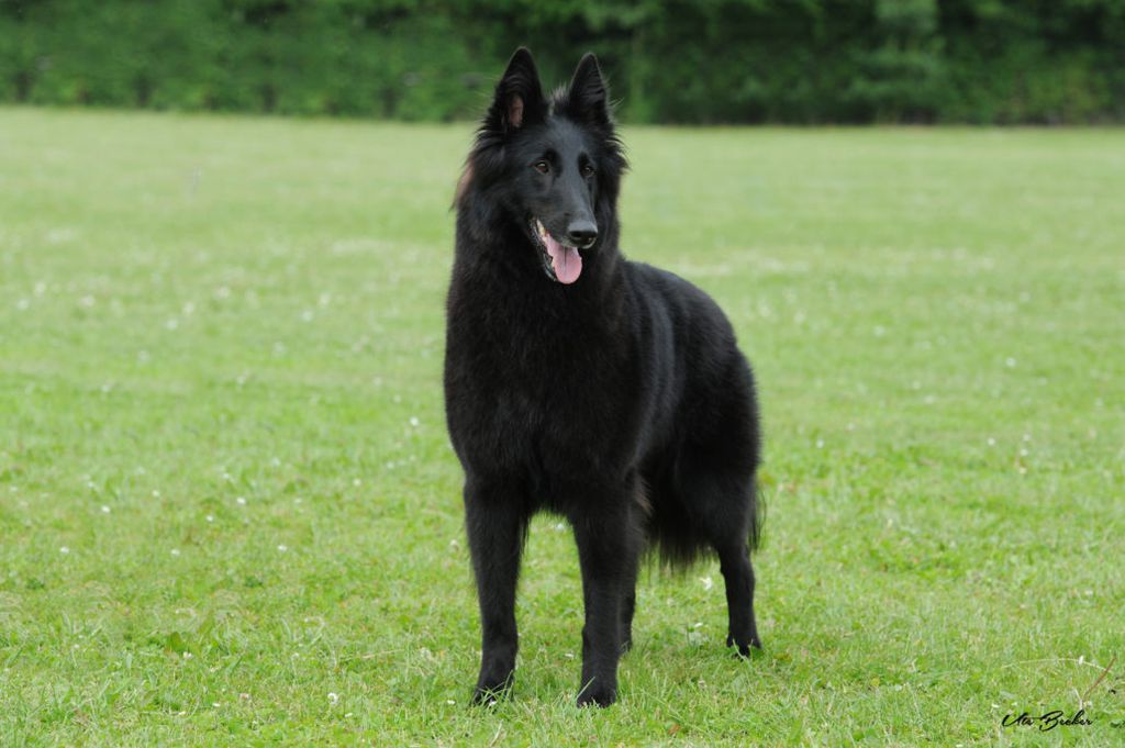 belgian-shepherd-the-breed-archive