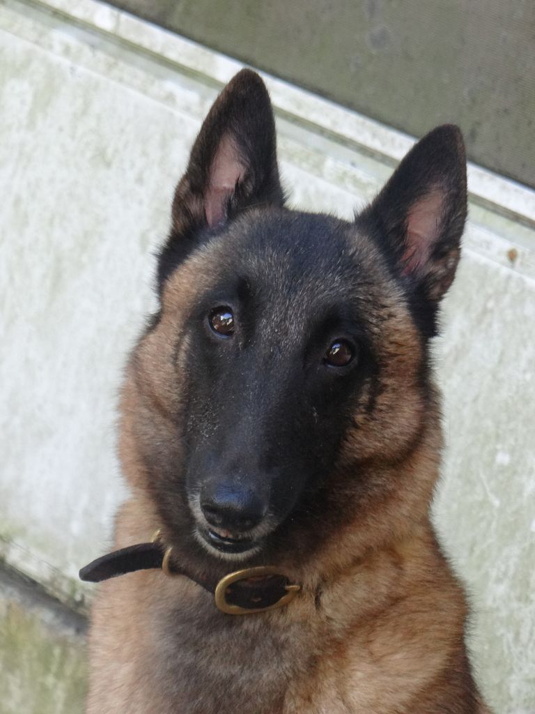 Belgian Shepherd - The Breed Archive