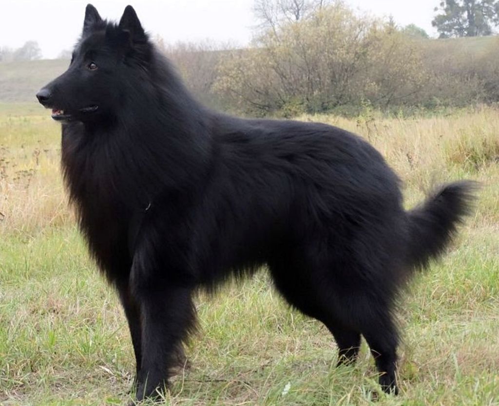 Belgian Shepherd - The Breed Archive