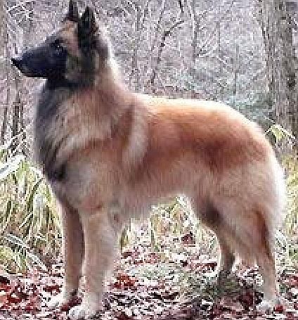 Belgian Shepherd - The Breed Archive