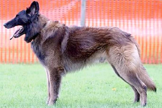 Belgian Shepherd - The Breed Archive