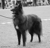 Profile picture of the animal