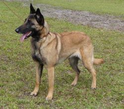 Burr cheap oak malinois