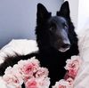 Profile picture of the animal