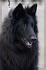 Profile picture of the animal