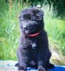 Profile picture of the animal