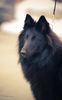 Profile picture of the animal