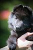 Profile picture of the animal