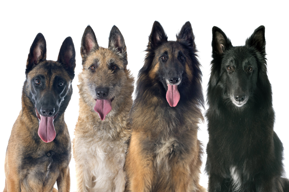 Belgian Shepherd - The Breed Archive